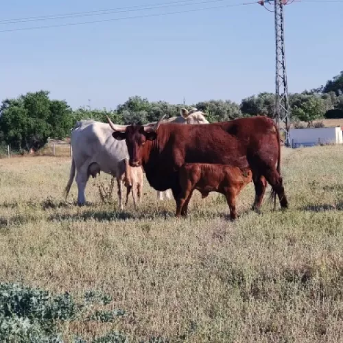 Vacas en libertad para una carne más tierna y sabrosa