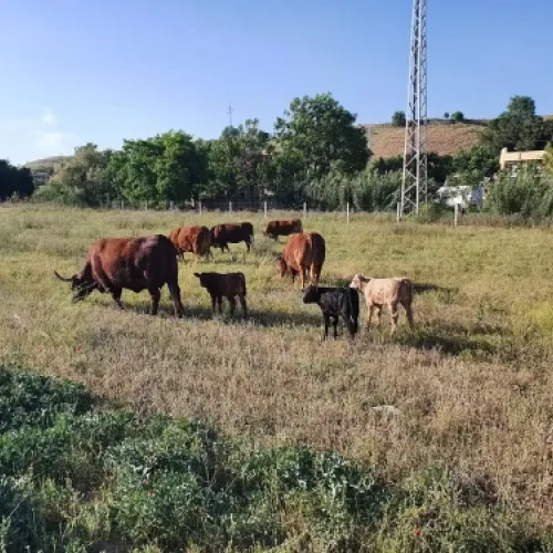 Ganado criado en pastos al aire libre en Valdemoro