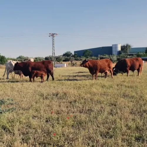 Cría de vacuno en libertad para carne de calidad