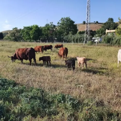 Ganado criado al aire libre y con pasto natural