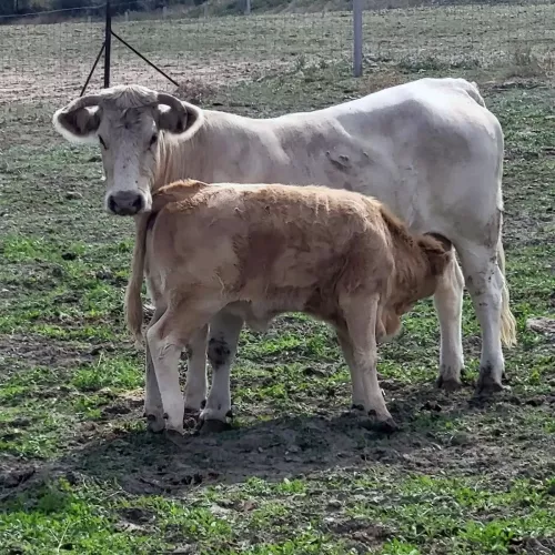 Cría de ganado con pastoreo libre en Valdemoro