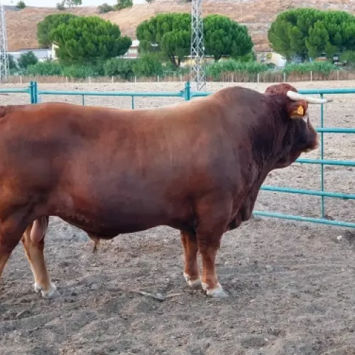 Ganado criado en libertad para carne fresca en Valdemoro