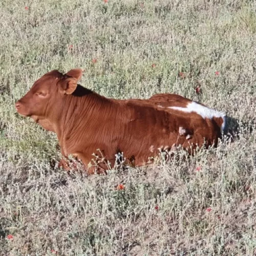 Cría sostenible de ganado al aire libre en Valdemoro
