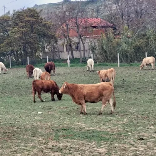 Vacuno criado al aire libre y de forma natural