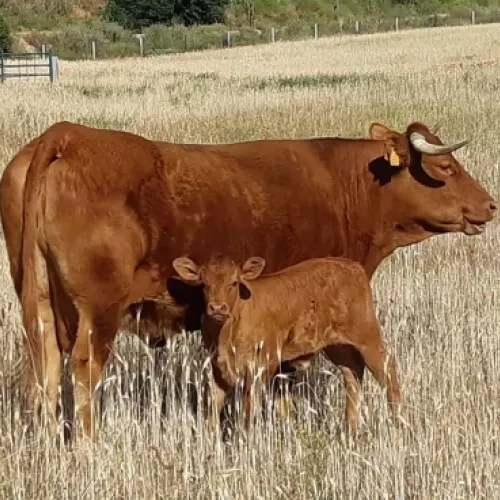 Cría al aire libre de ganado para una carne más sabrosa